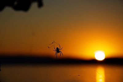 Close-up of spider on web against sky during sunset