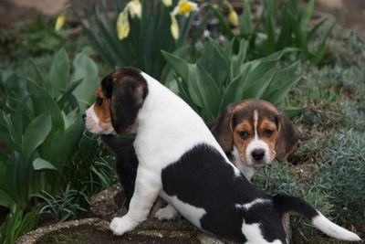 Dog resting on a plant