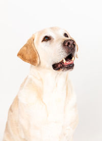 Close-up of a dog over white background