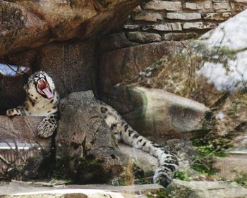 View of cat relaxing on rock