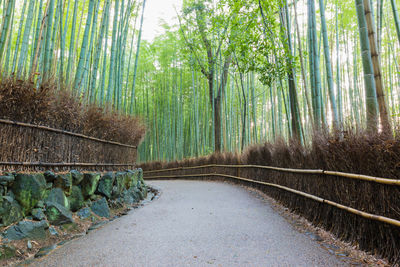 Walkway amidst trees in forest