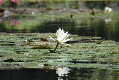 Close-up of lotus water lily in pond