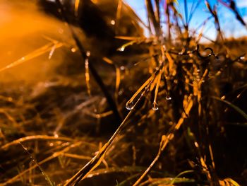 Close-up of water drops on grass