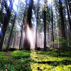 Sun shining through trees