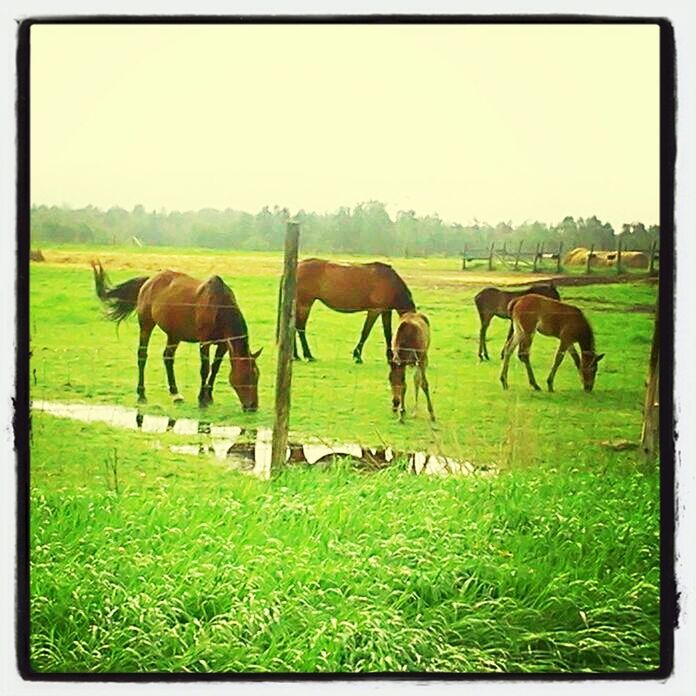 grass, animal themes, field, landscape, grazing, horse, livestock, clear sky, pasture, grassy, rural scene, domestic animals, nature, tranquility, tranquil scene, herbivorous, medium group of animals, green color, herd