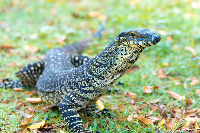 Close-up of a lizard on field