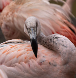 Close-up of bird