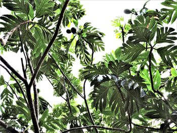 Low angle view of trees against sky