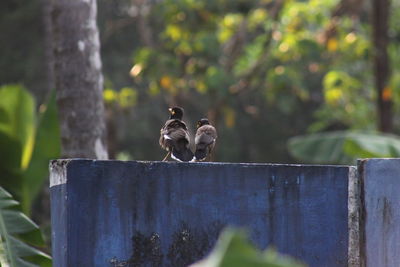 View of two birds on land