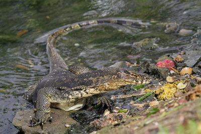 High angle view of crocodile in a lake