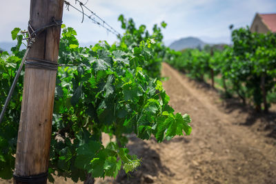 Close-up of vineyard