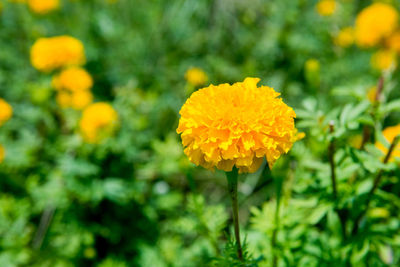 Close-up of yellow marigold flower