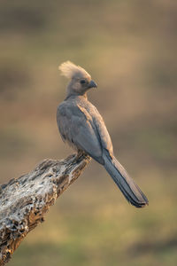 Close-up of bird perching on branch