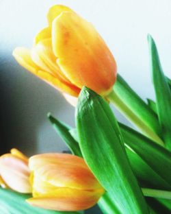 Close-up of yellow flowers