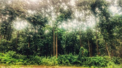 Trees in forest