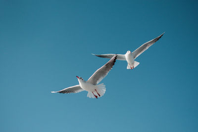 Low angle view of seagulls flying in sky