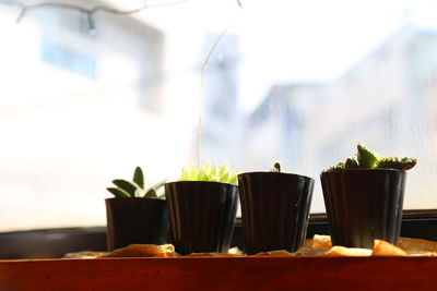 Close-up of potted plant on table