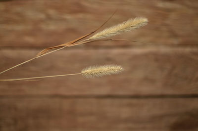 Close-up of stalks in field