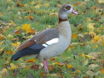 View of duck on field