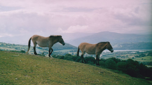 Horse on field against sky