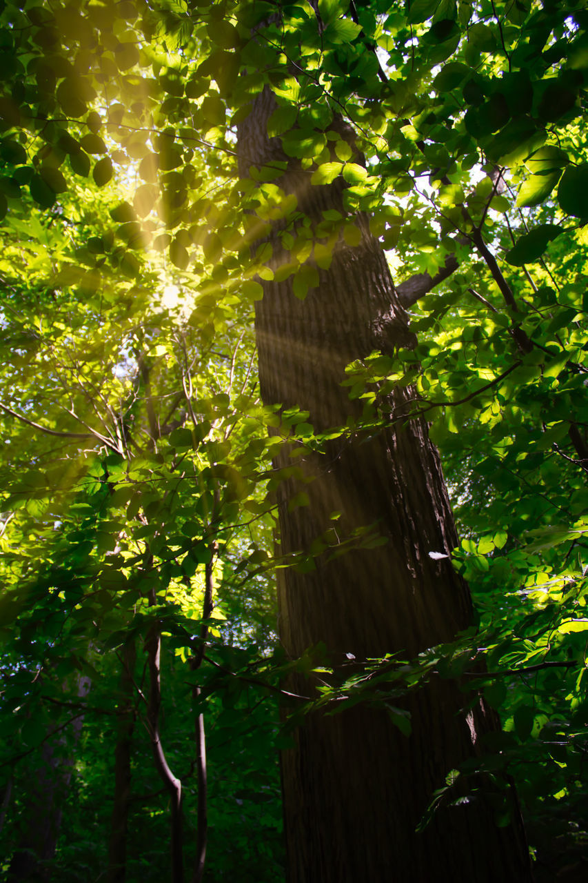 LOW ANGLE VIEW OF TREES GROWING ON PLANT