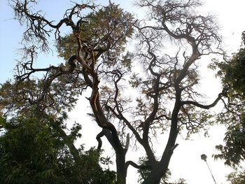 Low angle view of trees against sky