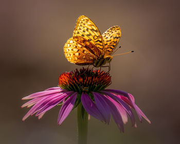 Close-up of butterfly on purple flower