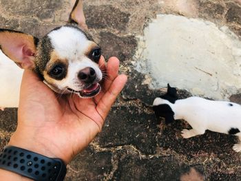 High angle view of hand holding puppy