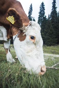 Close-up of a cow