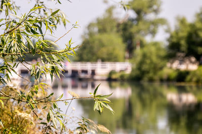 Plant by lake against trees