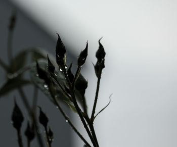 Close-up of leaves