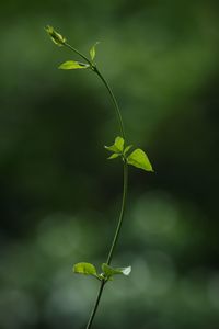 Close-up of plant