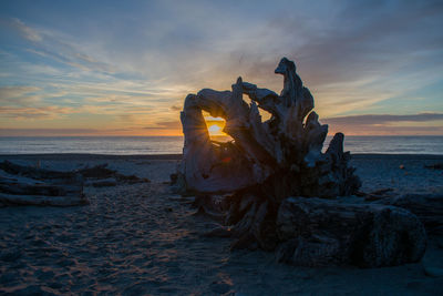 Driftwood on beach against sky during sunset