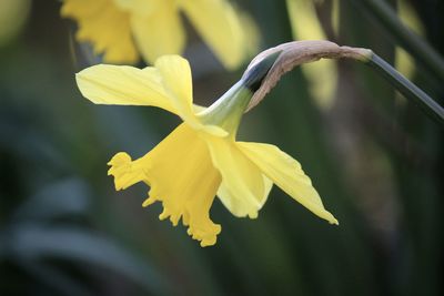 Close-up of yellow daffodil