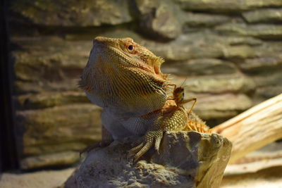 Close-up of a lizard on rock