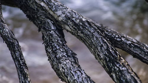 Close-up of tree trunk