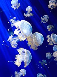 Close-up of jellyfish in sea
