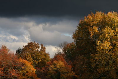 Low angle view of trees against sky during autumn