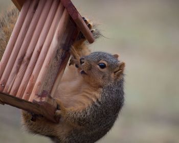 Close-up of squirrel eating bird