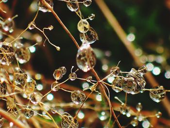 Close-up of wet spider web on plant