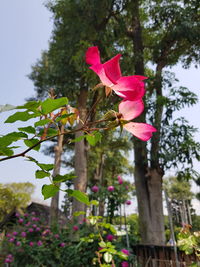 Close-up of pink flowering plant against trees