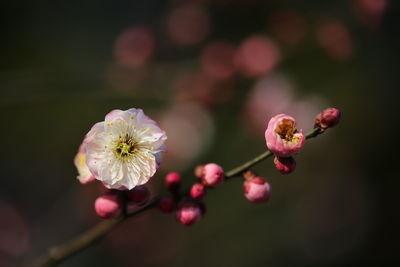 Close-up of pink flowers blooming outdoors