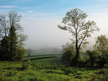 Trees on field against sky