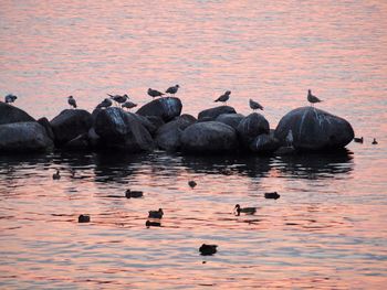Ducks swimming in sea