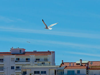 Low angle view of seagull flying against buildings