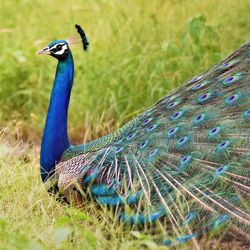 Close-up of peacock on grassy field