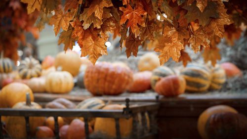 Blurred pumpkins autumn decorative background composition