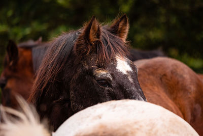 Horses on pasture, in the heard together, happy animals, portugal lusitanos