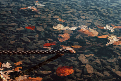 High angle view of autumn leaves on rock