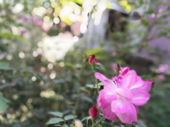 Close-up of bee on pink flower